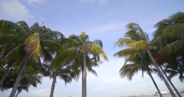 Rüzgarda hareketli video palmiye ağaçları