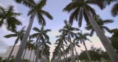 Parkta Palmiye ağaçları 4k 60p hareket görüntüleri