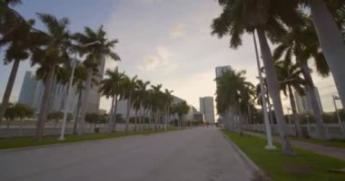 Palmiye ağacı astarlı yol Downtown Miami Fl ileri gimbal hareket 4k 60p