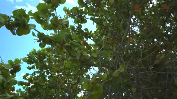 Florida Seagrape Árvores Vídeo Movimento — Vídeo de Stock