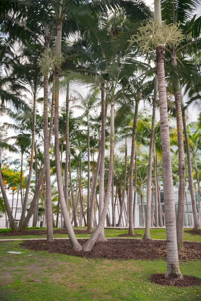 Miami Beach Fl içinde Palms — Stok fotoğraf