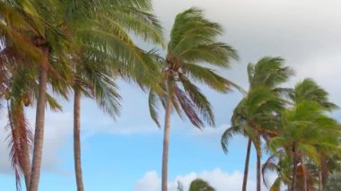 Şiddetli rüzgârda tropikal palmiye ağaçları