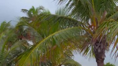 Rüzgarda esen palmiye ağaçlarının hareketli görüntüleri.
