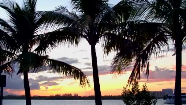 Съёмки Заката Майами Сцены Пальмами Заливе — стоковое видео