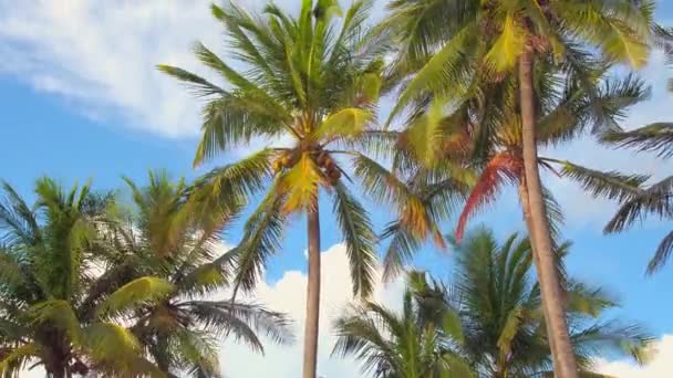 Низкий Угол Наклона Вверх Выстрел Пальмы Кокосами Майами — стоковое видео