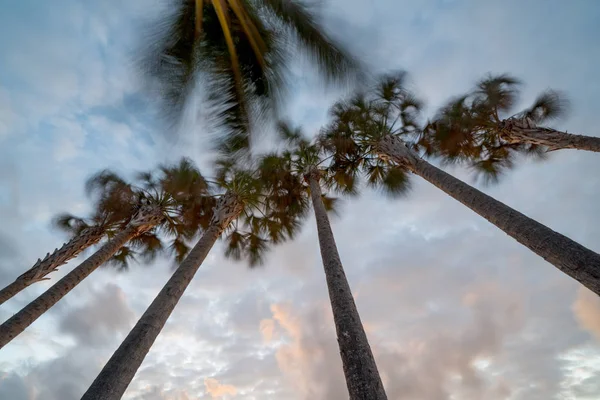 Palmy kołyszące się na wietrze — Zdjęcie stockowe