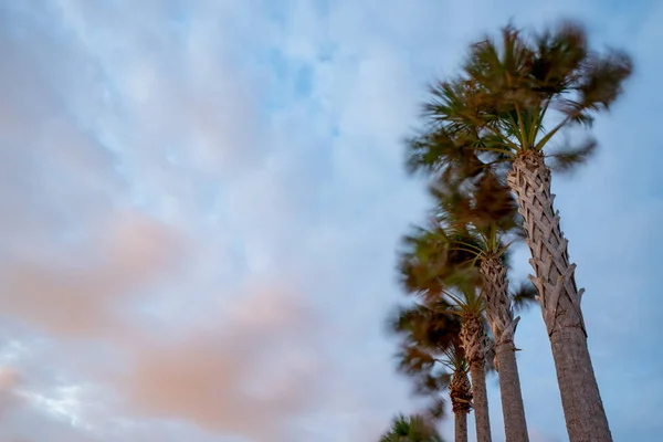 Palmiyeler sallanıyor rüzgarlı alacakaranlık boyalı gökyüzü — Stok fotoğraf