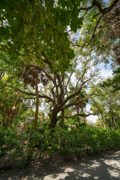 Árvores de carvalho do Sul ao vivo em Fortt Lauderdale Florida — Fotografia de Stock