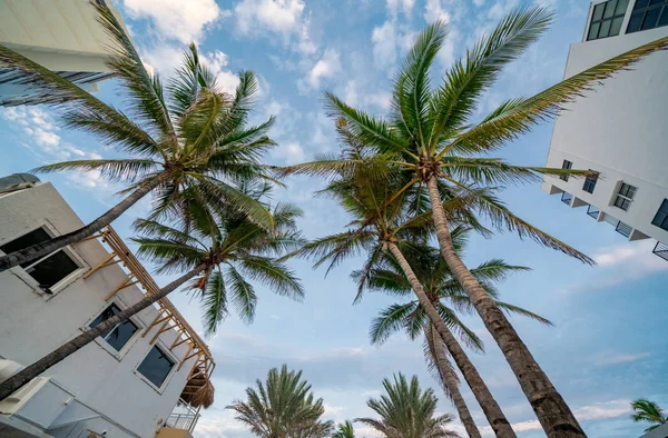 Upward view of Palm trees and buildings on a blue sky — Stockfoto