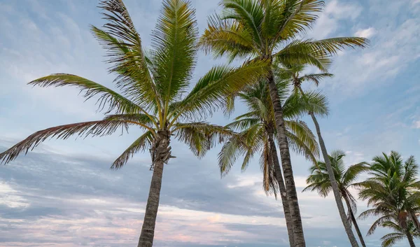 Palme su un bel cielo crepuscolare — Foto Stock