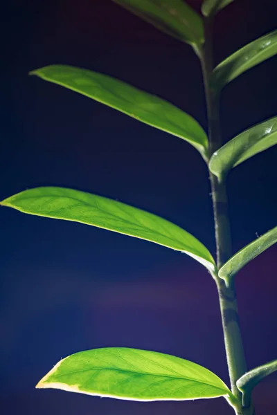 Plant leafs on purple twilight sky — Stock Photo, Image