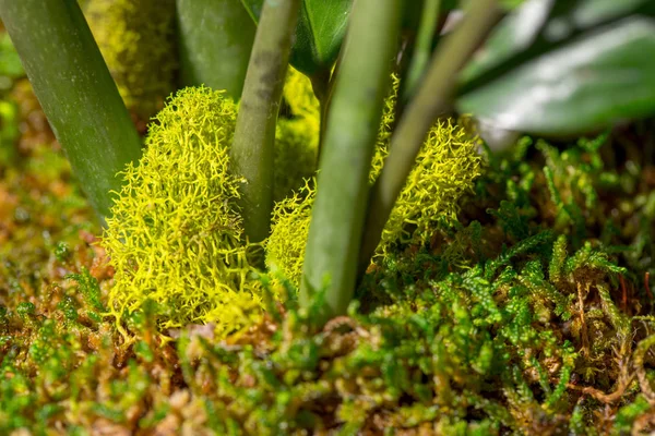 Macro moss plant terra garden — Stock Photo, Image