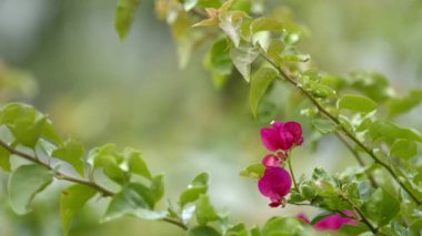  6k video Bougainvillea bitkileri kara büyü pişirme üzerine bulanık arkaplan çekimi