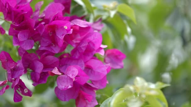 Kブーゲンビリアの花で咲く緑の背景ショットオン黒魔法のブラウ — ストック動画