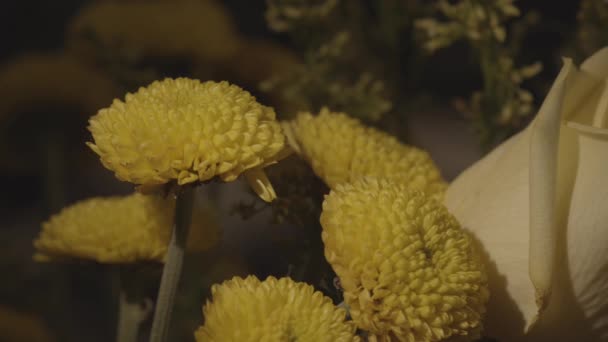 Timelapse Zachód Słońca Ogrodzie Żółte Kwiaty — Wideo stockowe