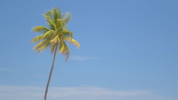 Mavi Gökyüzünde Bir Palmiye Ağacının Kara Büyü Cep Kamerası Ile — Stok video