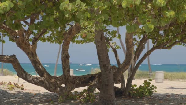 Відео Тіньова Зона Відпочинку Під Деревом Пляжі — стокове відео