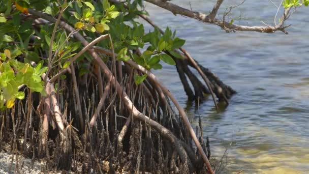Floride Mangrove Arbres Abattus Dans Magie Noire Brut — Video