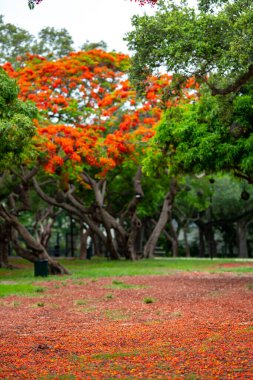 Güzel doğa parkı sahnesi Renkli kırmızı ve yeşil
