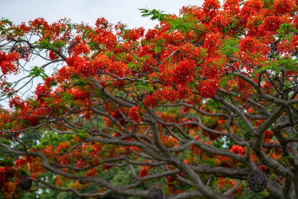 Royal Poinciana Träd Ljusa Röda Färger — Stockfoto