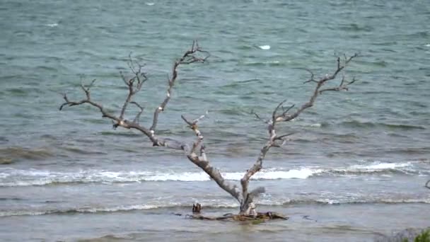 Árvore Nua Colidir Ondas Oceano Imagens Natureza — Vídeo de Stock