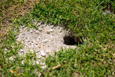 Çimlerde yengeç tutuşu