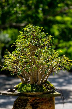 Bonsai ağacı Japon bahçesi tarzı.