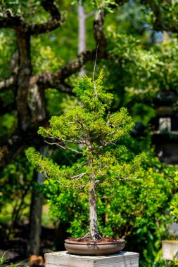 Bonsai ağacı Japon bahçesi tarzı.