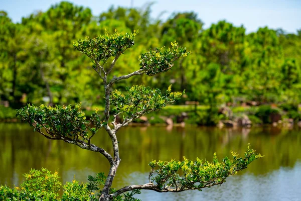 Fotografía Naturaleza Árbol Vibrante Con Lago Fondo — Foto de Stock