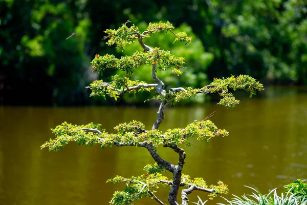 Bonsai Háttér — Stock Fotó