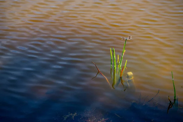 湖のトンボ — ストック写真