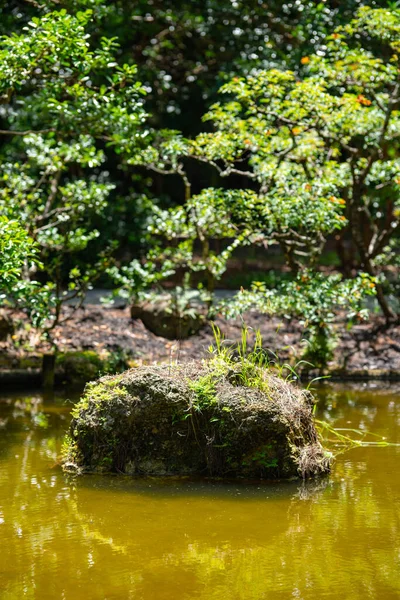 Pedra Lagoa Com Crescimento Natureza Sobre Ele — Fotografia de Stock