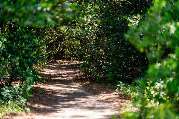 Passarela Sombria Através Floresta — Fotografia de Stock