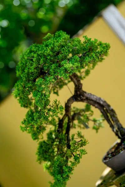 Bonsai Árbol Estilo Jardín Japonés — Foto de Stock