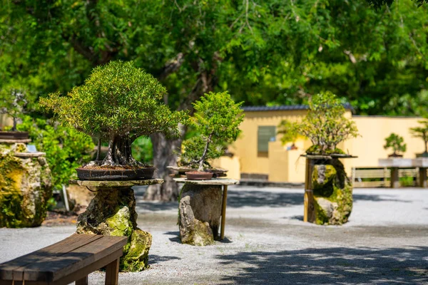 Bonsai Boom Japanse Tuin Stijl — Stockfoto