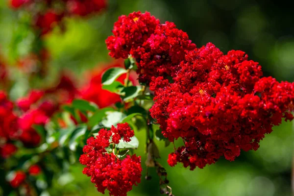 Indah Bunga Merah Bersemangat Mekar Penuh — Stok Foto