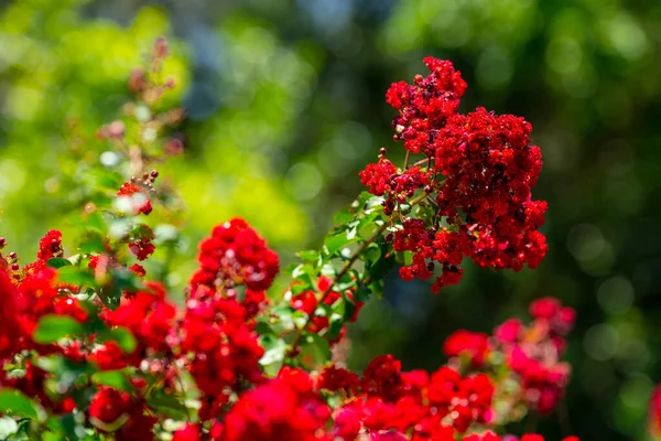 Indah Bunga Merah Mekar Penuh — Stok Foto