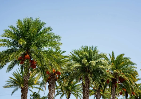 Foto Van Date Palmbomen Een Lichtblauwe Hemel — Stockfoto