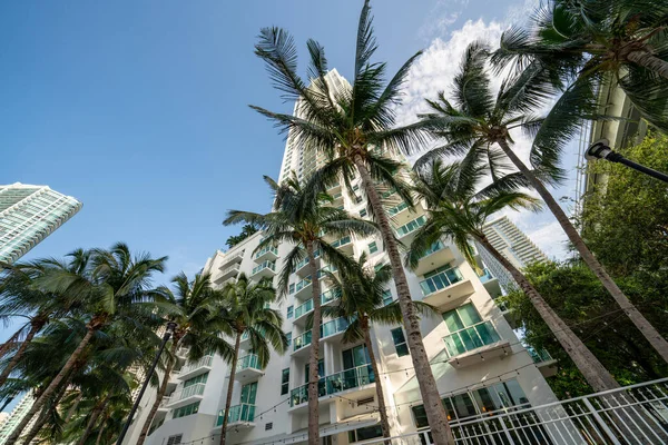 Buildings Palm Trees Miami Florida — Stock Photo, Image