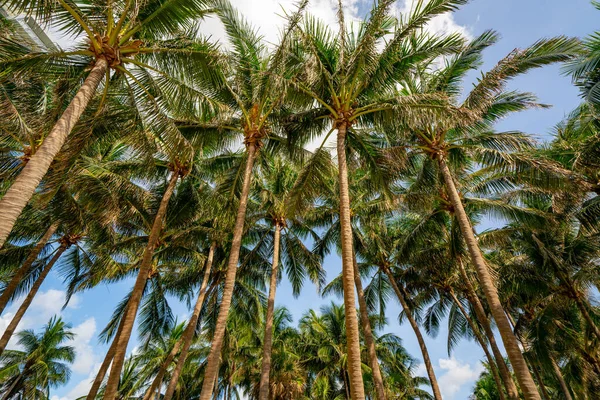 Birçok Palmiye Ağacının Fotoğrafı — Stok fotoğraf