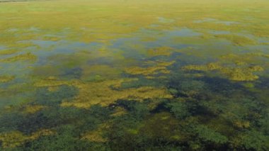 Florida Everglades ABD Hava Yükseltici Video