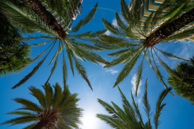 Kamera Mtrees ve mavi gökyüzü Miami Beach FL 'e bakıyor.