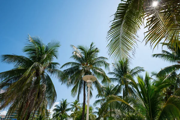 Güneşli Bir Gün Canlı Palmiye Ağaçları Miami — Stok fotoğraf