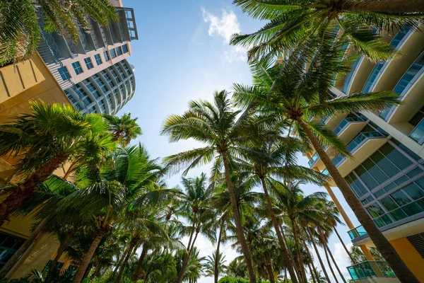 Nízký Široký Úhel Fotografie Miami Beach Budovy Palmy — Stock fotografie