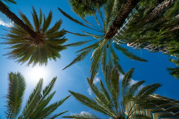 Palmiye Ağaçlarının Altındaki Alçak Açı Miami Beach — Stok fotoğraf