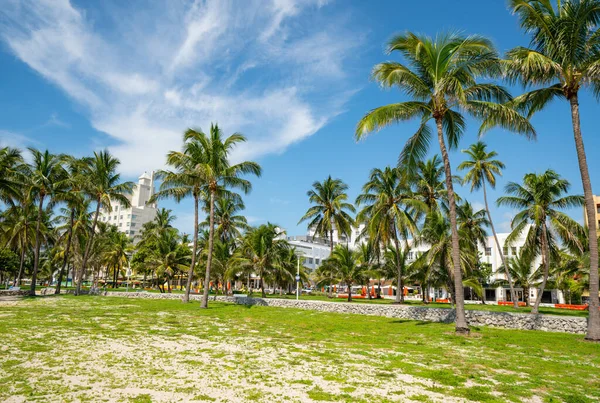 Kolorowe Palmy Miami Beach Lummus Park — Zdjęcie stockowe