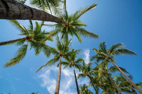 Böceklerin Mavi Gökyüzündeki Palmiye Ağaçlarına Bakışı — Stok fotoğraf