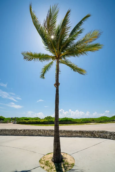 Gyönyörű Pálmafa Miami Beach Jelenet — Stock Fotó