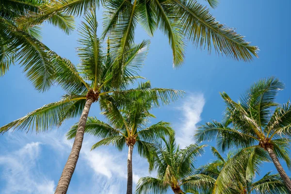 没有椰子的热带棕榈叶 — 图库照片