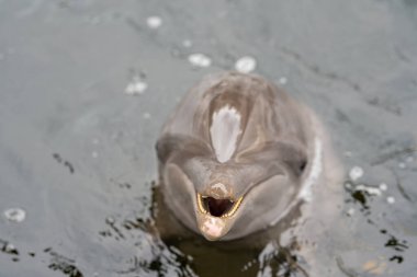 Gülümseyen yunus ön ağız dişlerine odaklanıyor